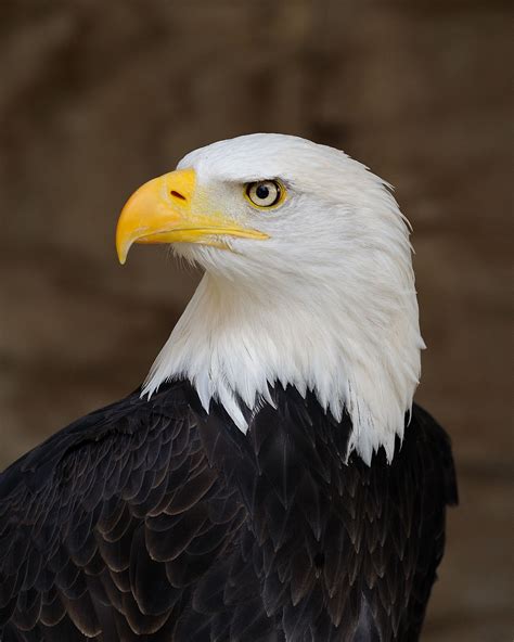 Killing an eagle, although no longer endangered, is still illegal | Great Lakes Echo