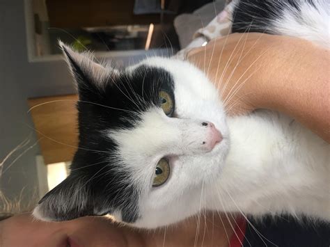 My Cat Has a Hard Black Scab on Her Nose. Is It Cancer? | Petco