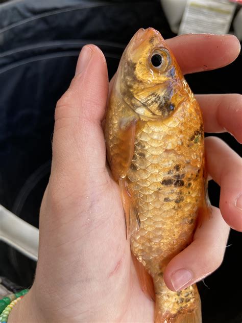 does Midas have ammonia burns or is this healing tissue? or both? two ...