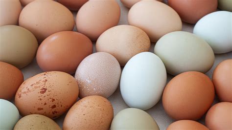 Egg Grades 101: What They Mean and How to Grade Your Backyard Eggs ...