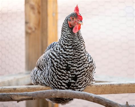 Barred Rock Hens - 4-5 Eggs, Cold & Heat Hardy – Az Chickens