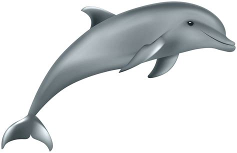 Dolphin Clip Art