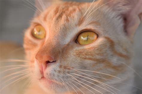 Cat Nose Is Dry at Carl Farr blog