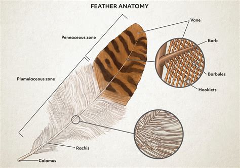 Types Of Bird Feathers Chart
