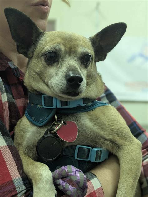 Southern Oregon Humane Society in Medford, OR