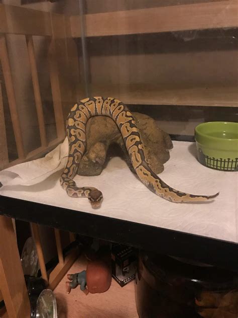 Ball Python Tank Accessories at Ronald True blog