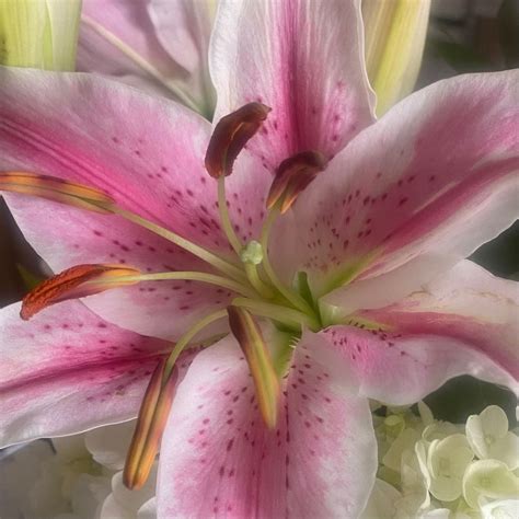 Stargazer Lily - Pink and White Flowers