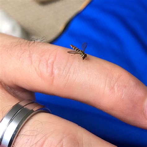 Sweat Bee Sting Sweat Bee: Types, Behavior, And Their Role In