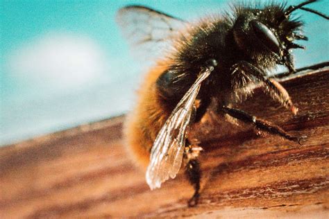 Do Carpenter Bees Sting? - Beekeeping 101