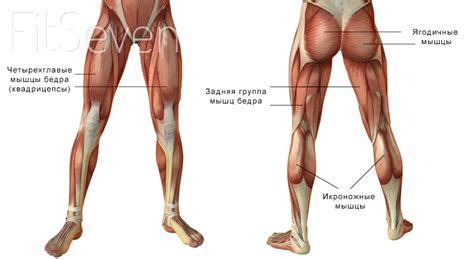 Анатомия мышц нижних конечностей: основные группы, функции, фотографии ...