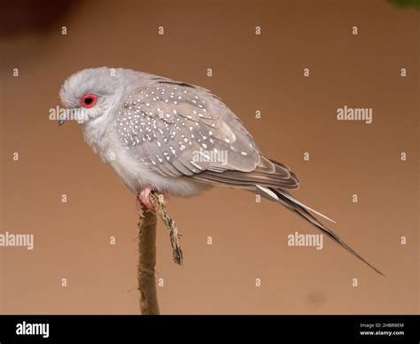 animals and birds at rancho Texas Lanzarote Stock Photo - Alamy