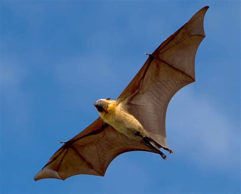 General features and food habits of bats | Britannica