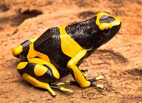 Amazon Rainforest Poison Dart Frog