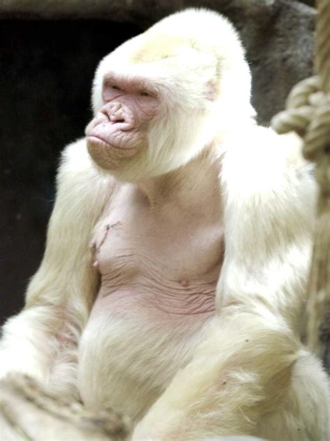18 amazing albino animals | Albino animals, Animals, Animals beautiful