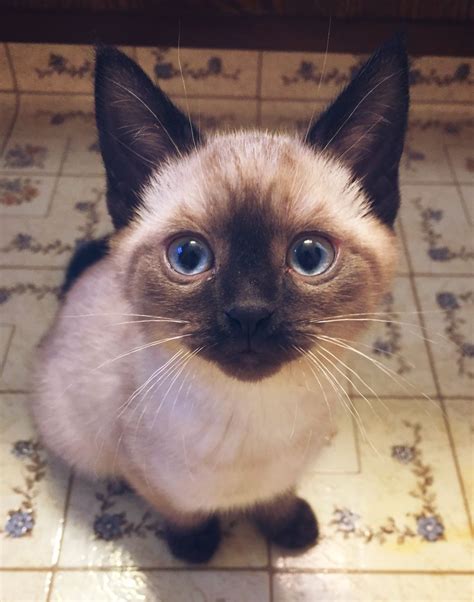 Seal Point Siamese Kitten Flannery