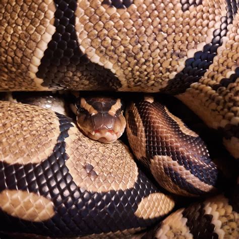 Can A Dog Die From Eating A Snake