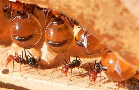 🐜 Медовые муравьи - бочки: как выглядят медоносные муравьи, где живут