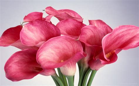 Hd Flower Wallpaper 1200x1920 - Cool PC Wallpapers | Pink calla lilies ...