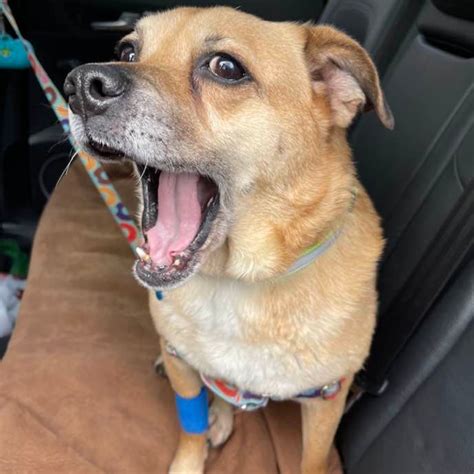 Tuco - 15/10 Foundation