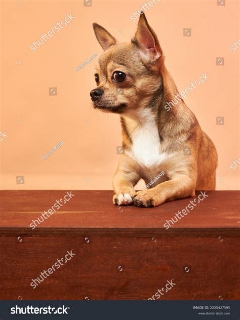 Funny Dog Face Closeup Dog Suspicious Stock Photo 2225427595 | Shutterstock