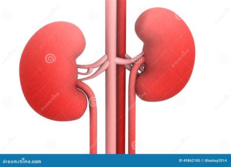 Human Kidneys With Ureters One Line Art. Continuous Line Drawing Of Human, Internal, Organs ...