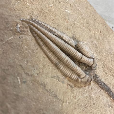 Geoclassics | Fossil Crinoid ~ Parascytalocrinus validus ~ Indiana, USA