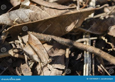 Perfect Camouflage stock illustration. Illustration of butterflies - 134744429