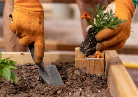 When Is Best Time To Plant Trees