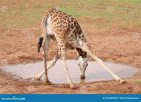 Giraffe Drinks Water. Royalty-Free Stock Photography | CartoonDealer ...
