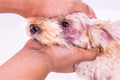How To Treat Dog Ear Fungal Infection at Daniel Gilmore blog