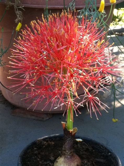 Lily Starfire Porn Videos