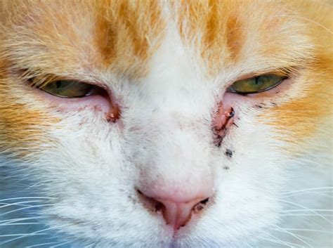 Red Discharge in Cat's Eyes [Vet Opthalmologist Advice] - Cat-World