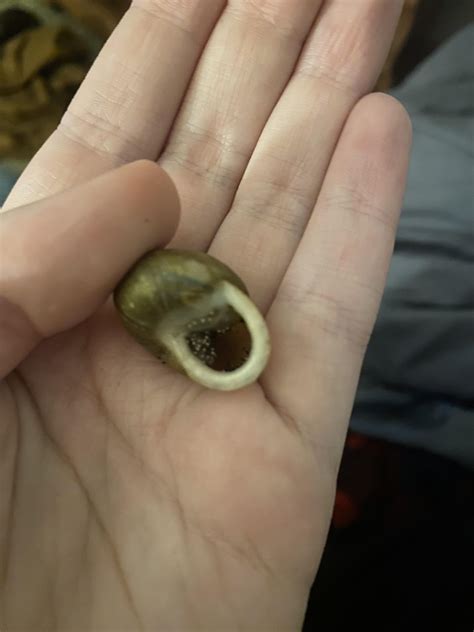 Help what’s wrong with kiwi : r/snails