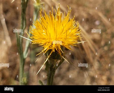 Yellow Star-Thistle (Centaurea solstitialis Stock Photo - Alamy