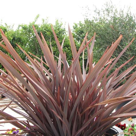 Amazing Red New Zealand Flax (Phormium 'Amazing Red') – Plants Express