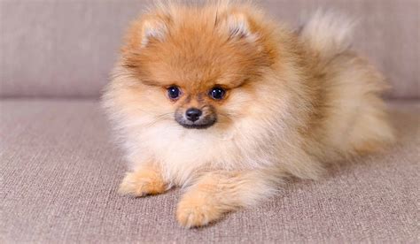 Pomeranian: Care Tips, Costs, Temperament, and Lifespan - A-Z Animals