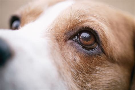 All About Your Dog's Eyes