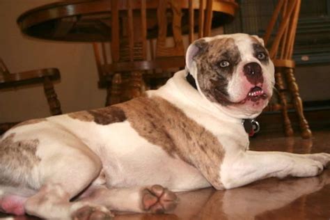 Alapaha Blue Blood Bulldog - The Ultimate Guide to Alapaha Blues