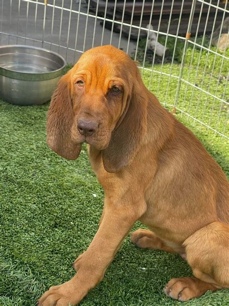 Dog for Adoption - Dixie, a Bloodhound in Stanislaus County, CA | Alpha Paw