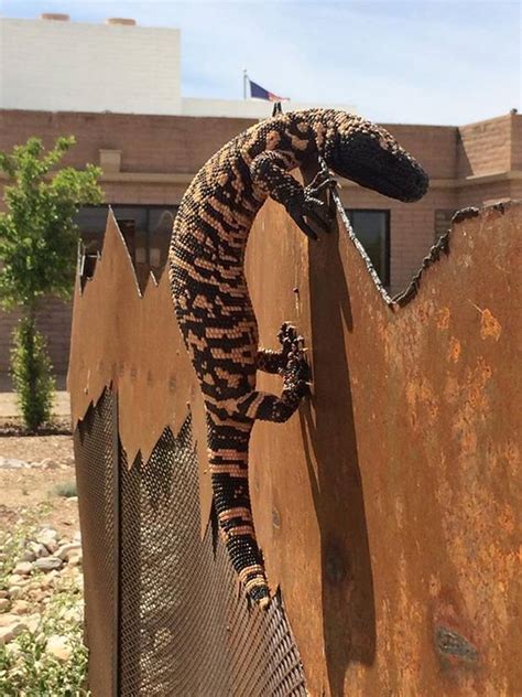 Download Gila Monster Climbing On Wall Wallpaper | Wallpapers.com