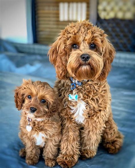 Brown Cavapoo Puppies