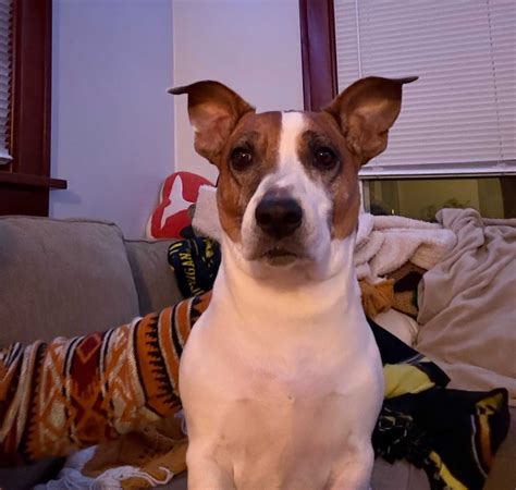 Prince Charming dog name - meaning, origin, personality and popularity ...