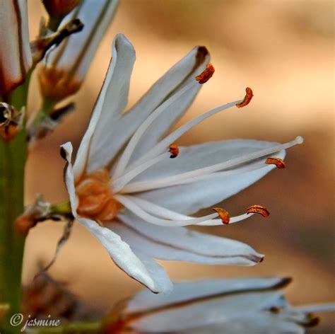 Asphodelus - Ασφόδελος