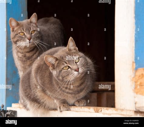 Two blue tabby cats on a half door of a blue barn, watching keenlyto ...