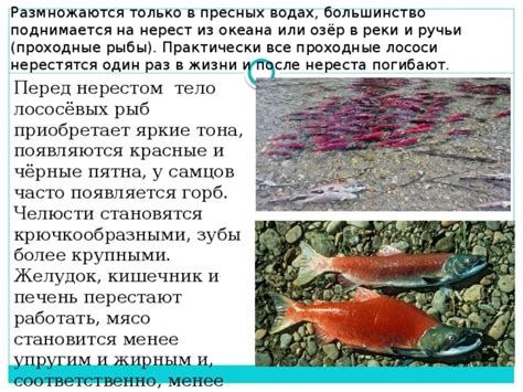 "Речные рыбы". Презентация к уроку биологии.