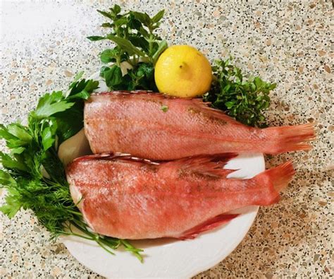 Морской окунь: польза и вред, описание рыбы и советы как приготовить ...
