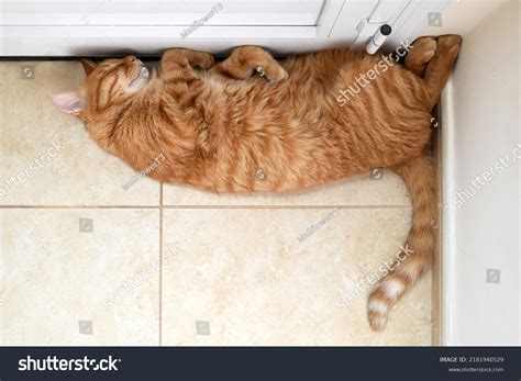 29,042 Cat Sleeping In Floor Images, Stock Photos & Vectors | Shutterstock