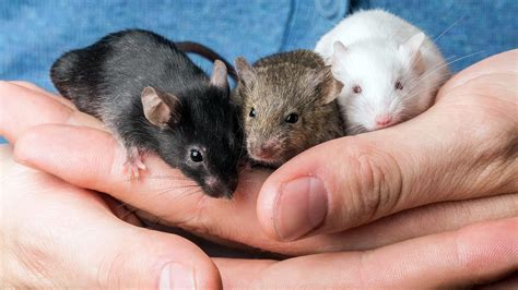 Pet Rat Vs Pet Mouse at Nancy Hickman blog