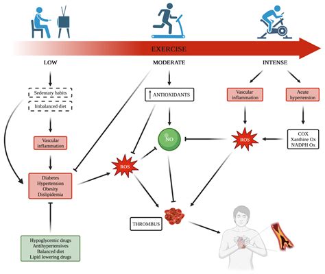 Impact of Physical Exercise on Platelets: Focus on Its Effects in Metabolic Chronic Diseases