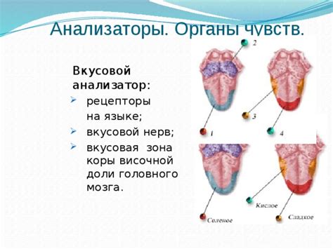 Презентация "Анализаторы"